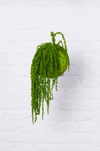 Carica l'immagine nel visualizzatore di Gallery, KOoke