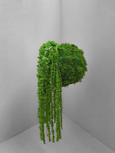 Carica l'immagine nel visualizzatore di Gallery, Koke - KOKEDAMA MUSCHIO VERDE MELA CON AMARANTHUS CAUDATUM STABILIZZATO
