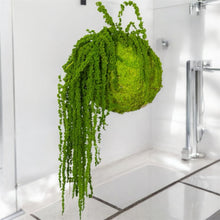 Carica l'immagine nel visualizzatore di Gallery, Koke - KOKEDAMA MUSCHIO VERDE MELA CON AMARANTHUS CAUDATUM STABILIZZATO