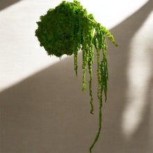 Carica l'immagine nel visualizzatore di Gallery, Koke - KOKEDAMA MUSCHIO VERDE MELA CON AMARANTHUS CAUDATUM STABILIZZATO