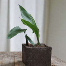 Carica l&#39;immagine nel visualizzatore di Gallery, Vaso Zolla lisciato a Ferro Cioccolato in Terra Cruda® | vasi naturali
