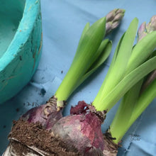 Carica e avvia il video nel visualizzatore di galleria, Vaso per piante - La Terra Cruda - Vaso naturale celeste