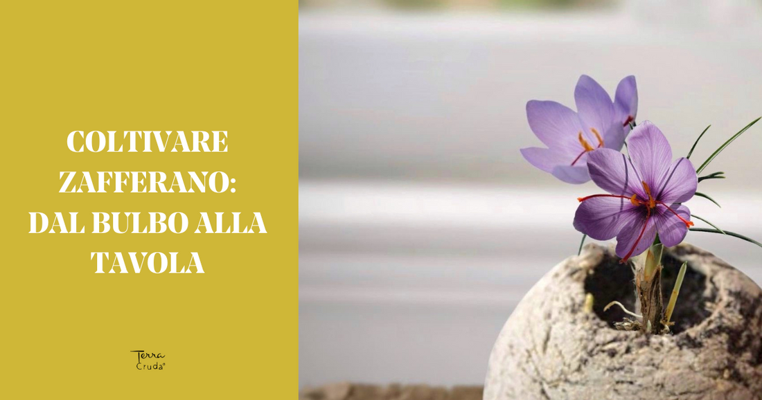 Coltivare zafferano - La Terra Cruda - vaso con fiori di zafferano