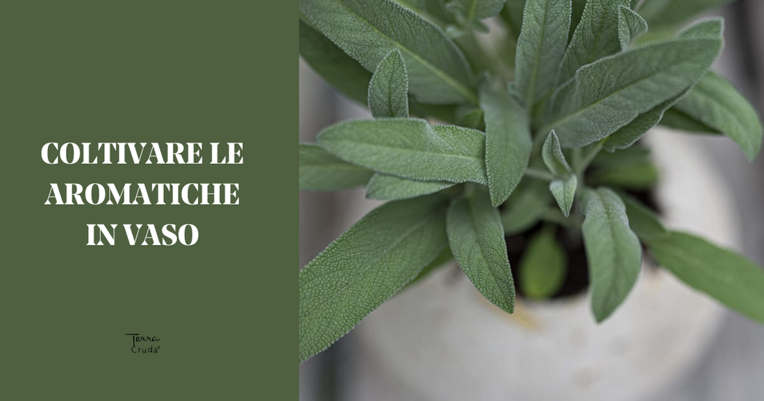 erbe aromatiche in vaso - La Terra Cruda - Vaso naturale salvia