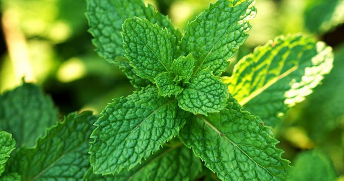 La menta di Terra Cruda® e i suoi benefici