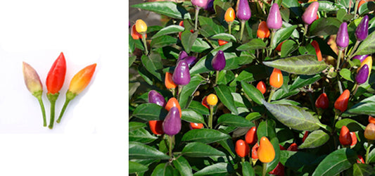 Peperoncino Arcobaleno - Terra Cruda