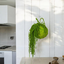 Carica l'immagine nel visualizzatore di Gallery, Koke - KOKEDAMA MUSCHIO VERDE MELA CON AMARANTHUS CAUDATUM STABILIZZATO
