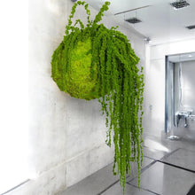 Carica l'immagine nel visualizzatore di Gallery, Koke - KOKEDAMA MUSCHIO VERDE MELA CON AMARANTHUS CAUDATUM STABILIZZATO
