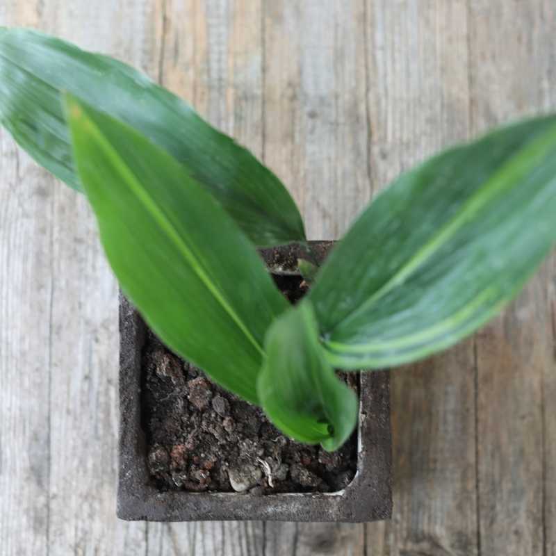 Vaso Zolla lisciato a Ferro Cioccolato in Terra Cruda® | vasi naturali
