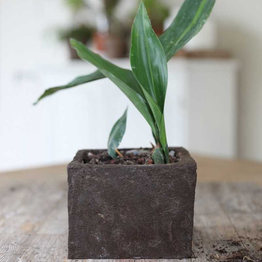 Vaso Zolla lisciato a Ferro Cioccolato in Terra Cruda® | vasi naturali