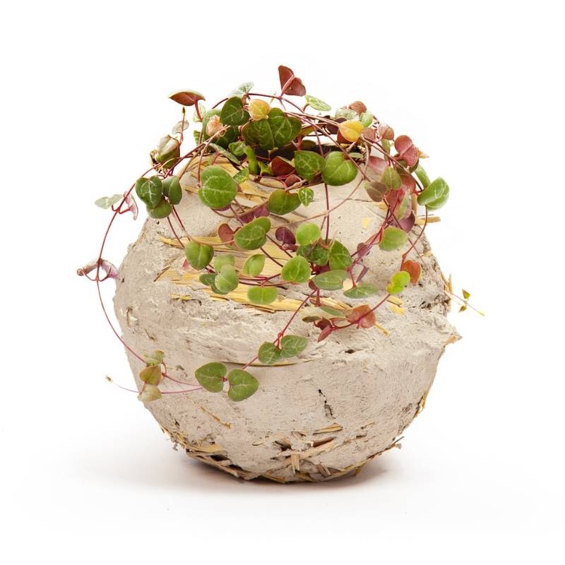 Vaso Grezzo in Terra Cruda | vasi naturali