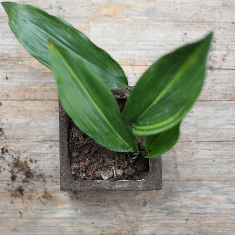 Vaso Zolla lisciato a Ferro Cioccolato in Terra Cruda® | vasi naturali