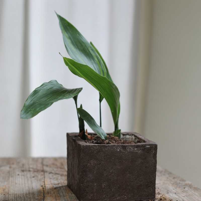 Vaso Zolla lisciato a Ferro Cioccolato in Terra Cruda® | vasi naturali