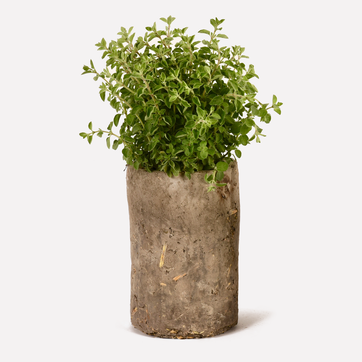 Vaso Nudo® in Terra Cruda | vasi naturali Big & Small