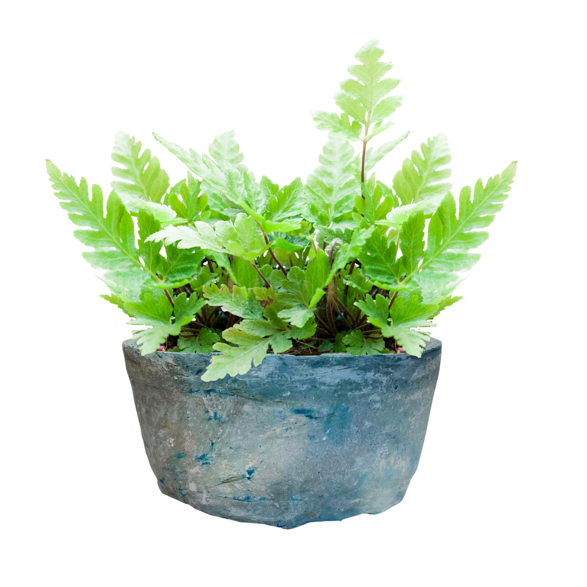 Vaso naturale | La Terra Cruda | vaso Ido
