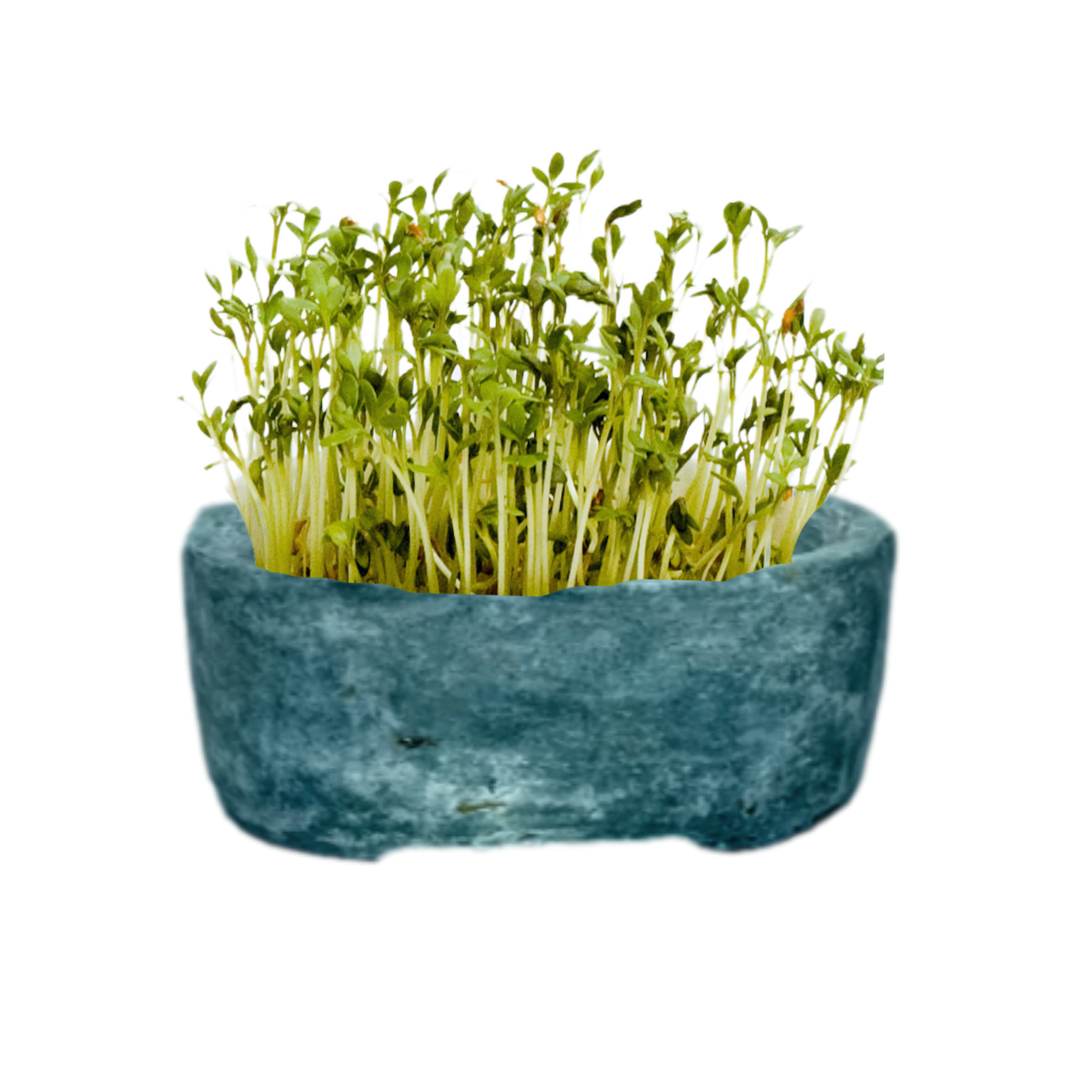 Vaso Ike La Terra Cruda®