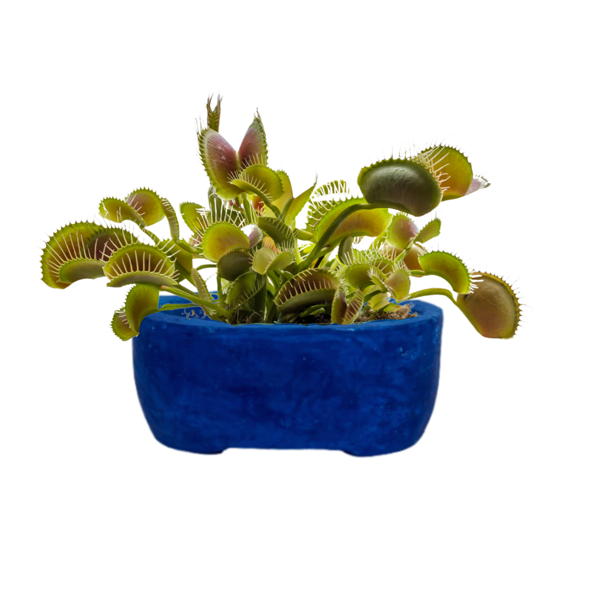Sostenibilità  | La Terra Cruda | vaso Ike