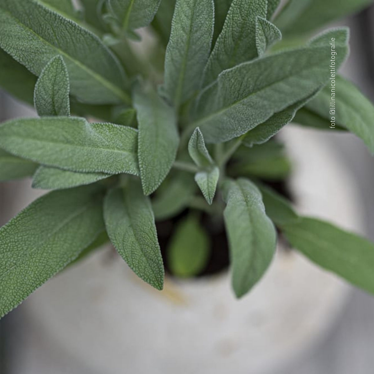 Vaso ecosostenibile | La Terra Cruda | vaso Mu
